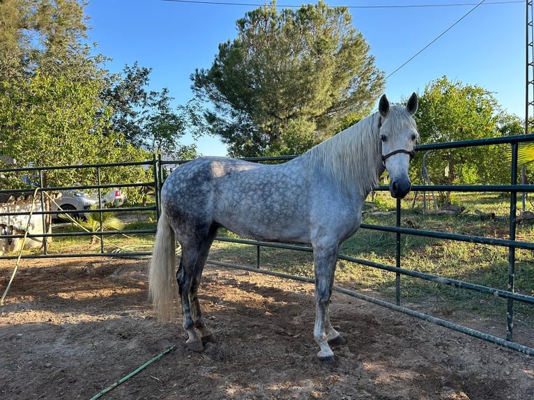 PRE Jument 6 Ans 170 cm Gris in La Viñuela