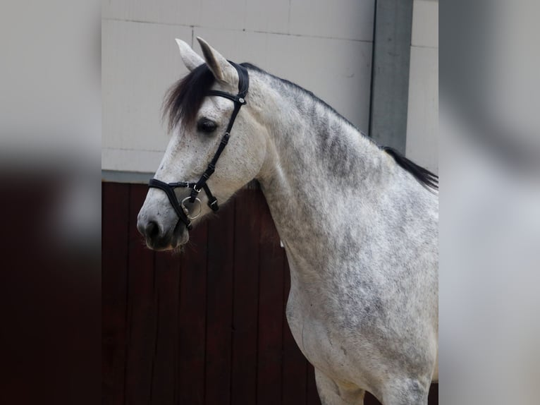 PRE Croisé Jument 6 Ans 173 cm Gris in Überherrn