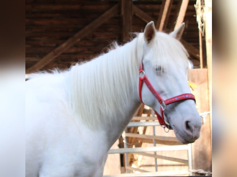 PRE Croisé Jument 7 Ans 147 cm Cremello in Gemmerich