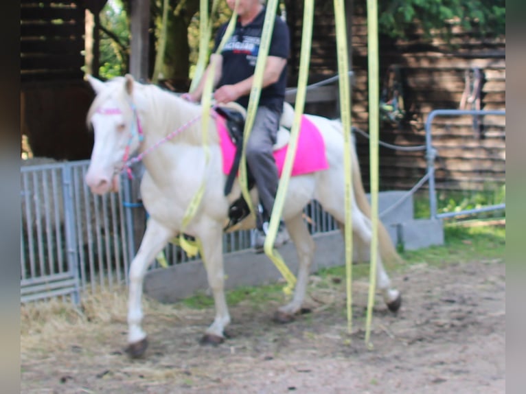 PRE Croisé Jument 7 Ans 147 cm Cremello in Gemmerich