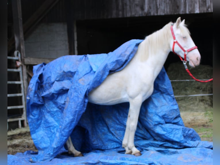 PRE Croisé Jument 7 Ans 147 cm Cremello in Gemmerich