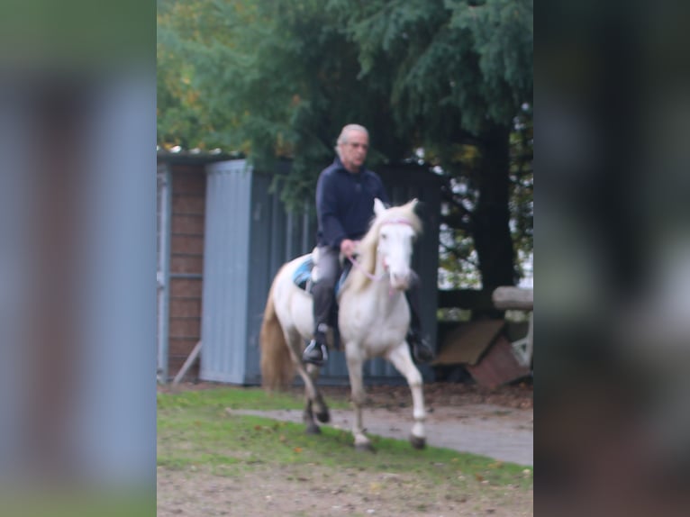 PRE Croisé Jument 7 Ans 147 cm Cremello in Gemmerich