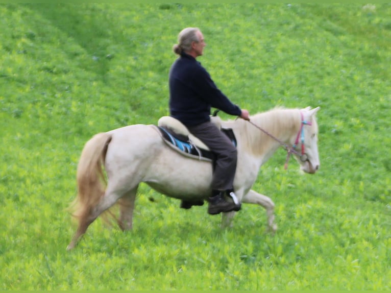 PRE Croisé Jument 7 Ans 147 cm Cremello in Gemmerich