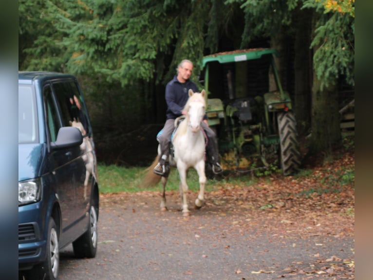 PRE Croisé Jument 7 Ans 147 cm Cremello in Gemmerich