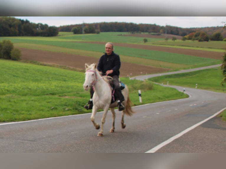 PRE Croisé Jument 7 Ans 147 cm Cremello in Gemmerich