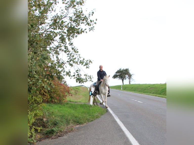 PRE Croisé Jument 7 Ans 147 cm Cremello in Gemmerich