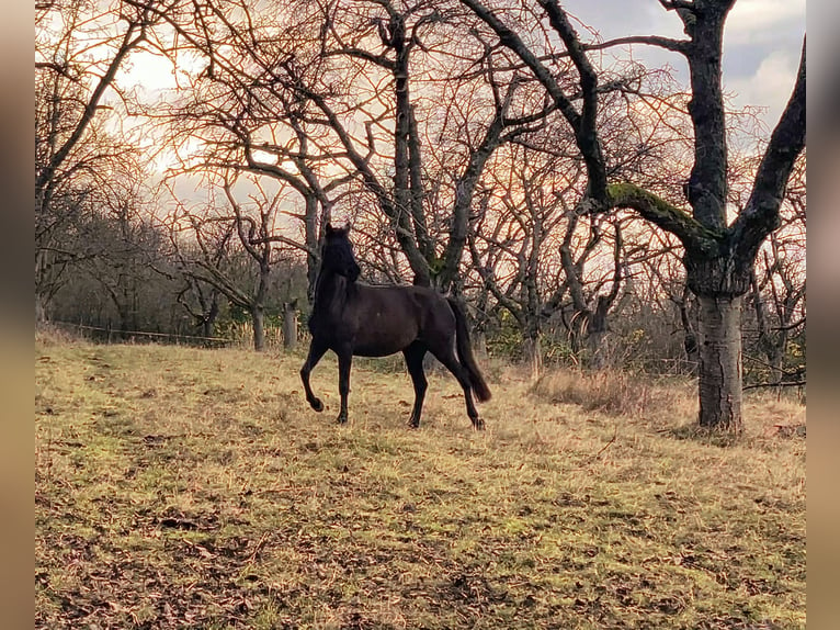 PRE Jument 7 Ans 150 cm Noir in Ballenstedt