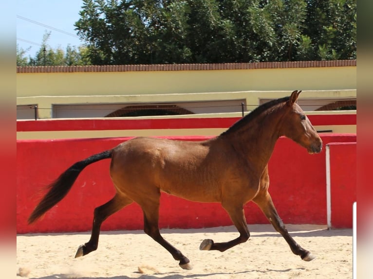 PRE Jument 7 Ans 154 cm Bai in Valencia