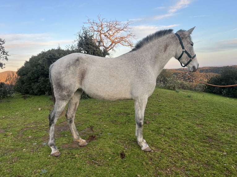 PRE Croisé Jument 7 Ans 154 cm Gris in Jardinito, El (Cordoba) (Finca)Córdoba
