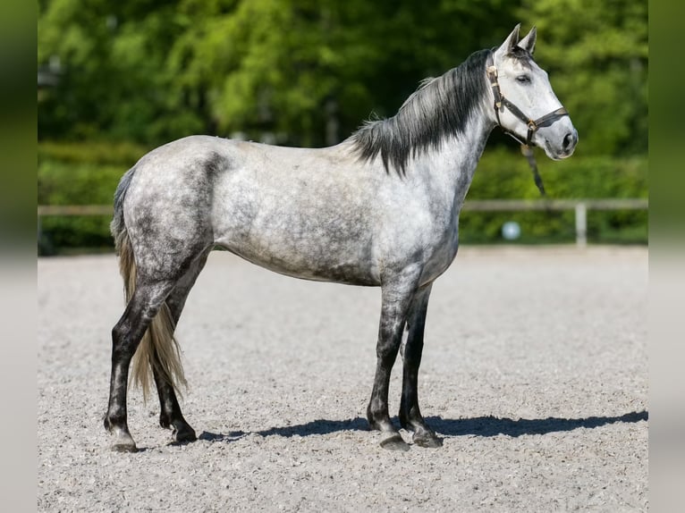 PRE Croisé Jument 7 Ans 155 cm Gris in Neustadt (Wied)