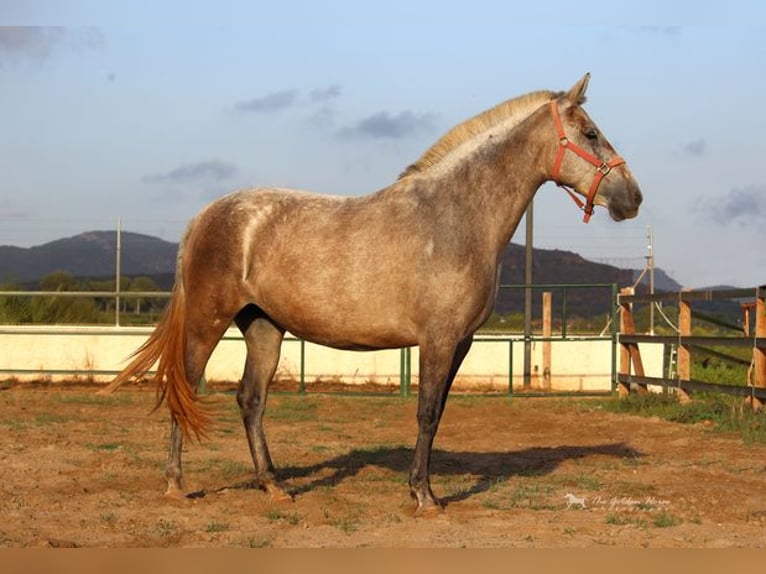 PRE Croisé Jument 7 Ans 157 cm Gris in Listowel