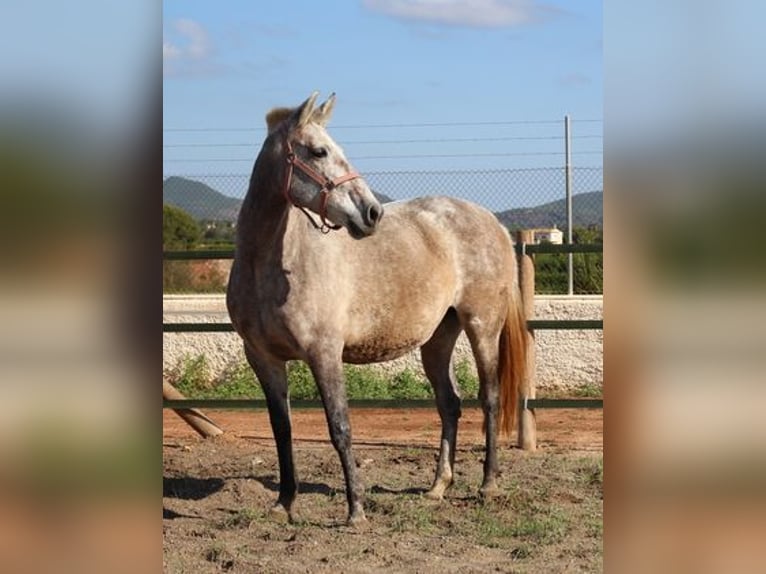 PRE Croisé Jument 7 Ans 157 cm Gris in Listowel