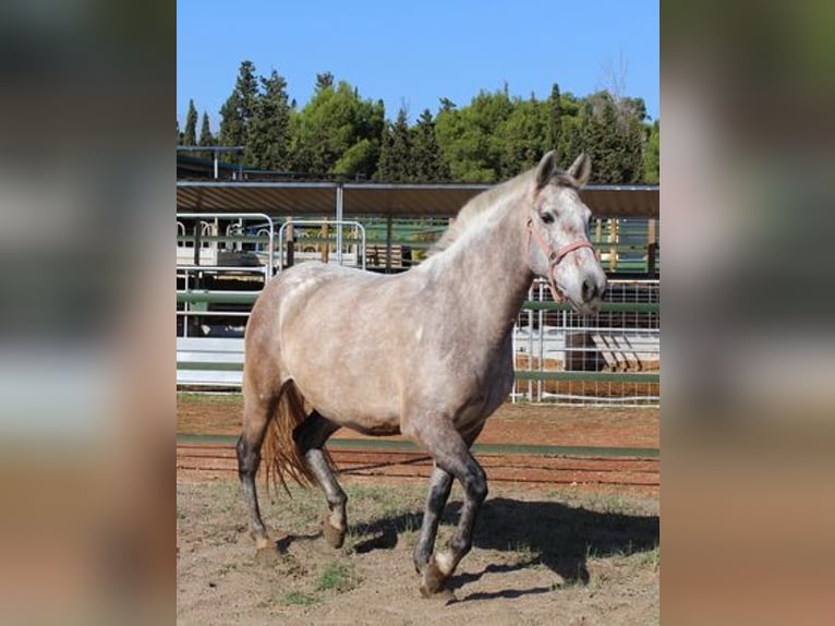 PRE Croisé Jument 7 Ans 157 cm Gris in Listowel