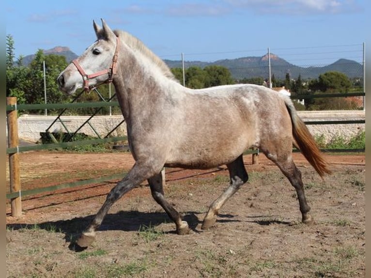 PRE Croisé Jument 7 Ans 157 cm Gris in Listowel