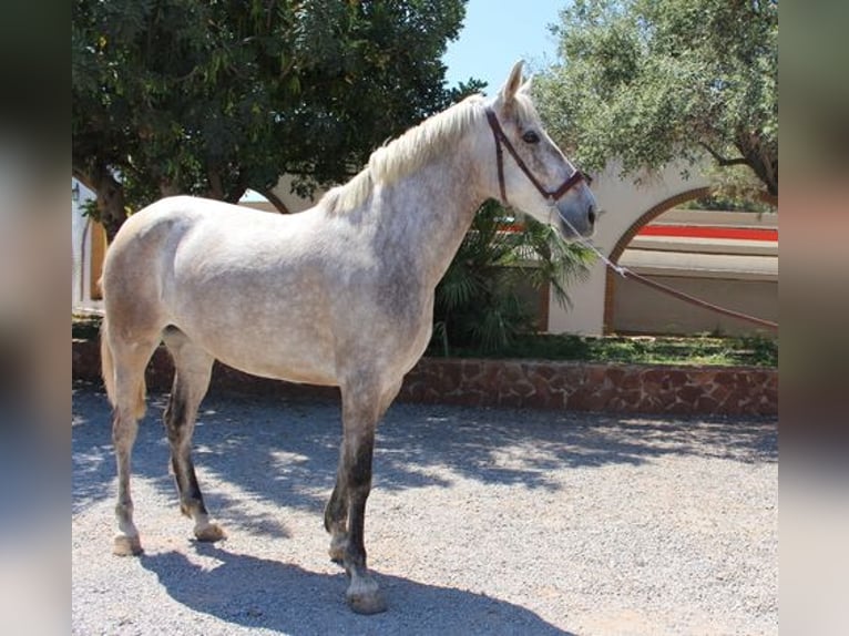 PRE Croisé Jument 7 Ans 157 cm Gris in Listowel