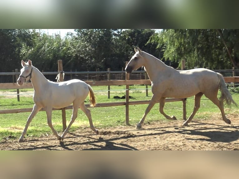 PRE Jument 7 Ans 157 cm Palomino in Pedret i Marzá