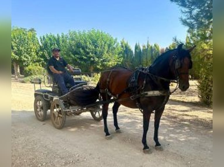 PRE Croisé Jument 7 Ans 158 cm Bai cerise in Alicante/Alacant