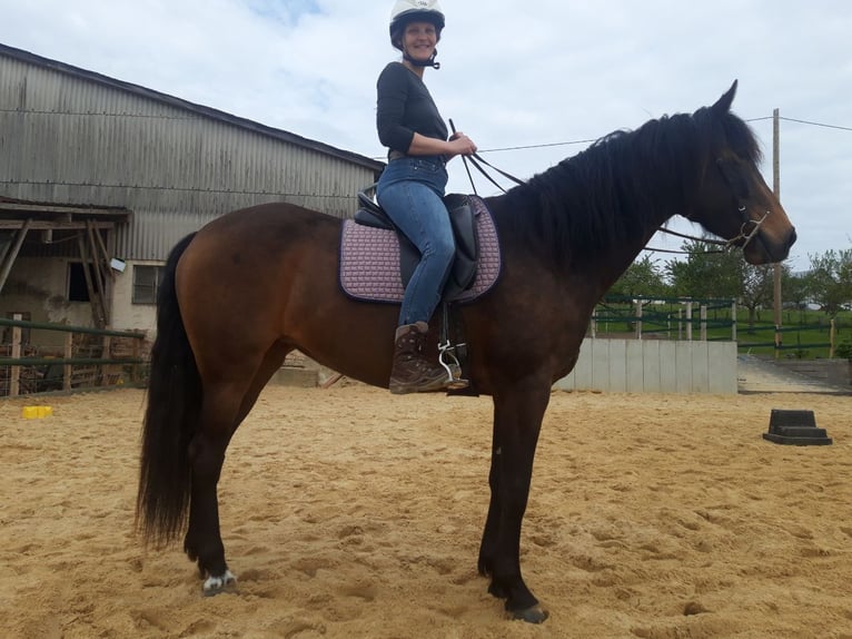 PRE Croisé Jument 7 Ans 158 cm Isabelle in Bettange