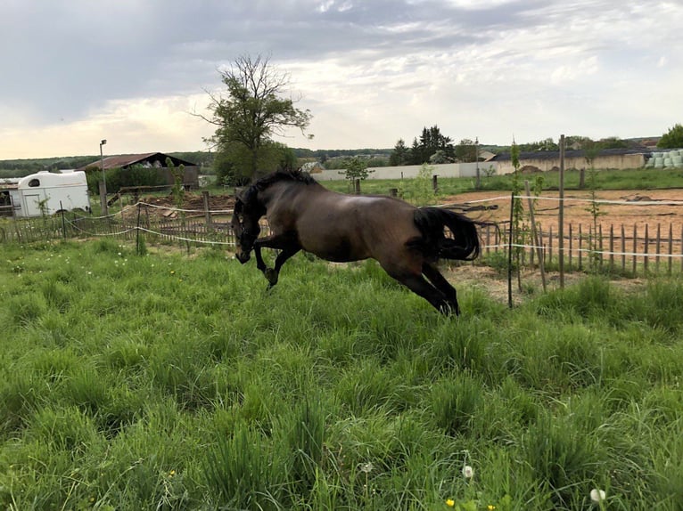 PRE Croisé Jument 7 Ans 158 cm Isabelle in Bettange