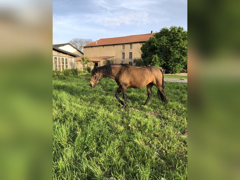 PRE Croisé Jument 7 Ans 158 cm Isabelle in Bettange