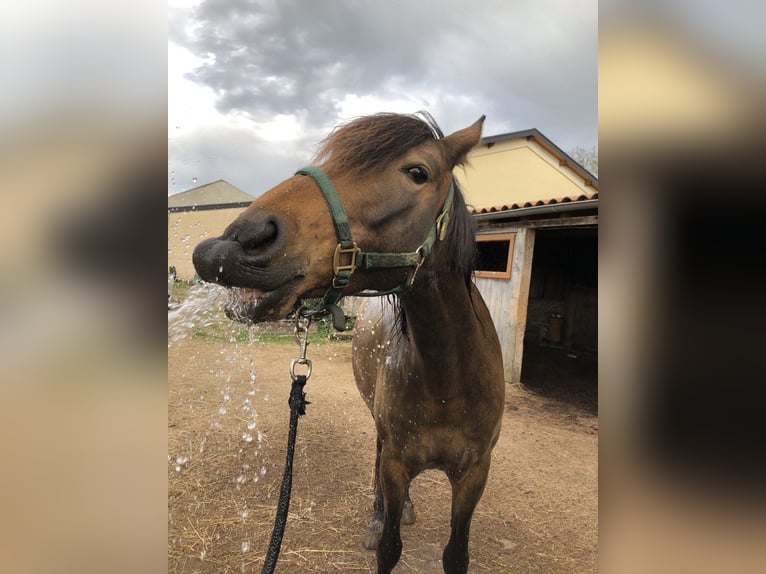 PRE Croisé Jument 7 Ans 158 cm Isabelle in Bettange