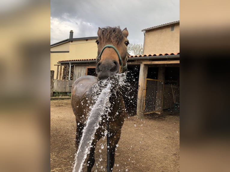PRE Croisé Jument 7 Ans 158 cm Isabelle in Bettange