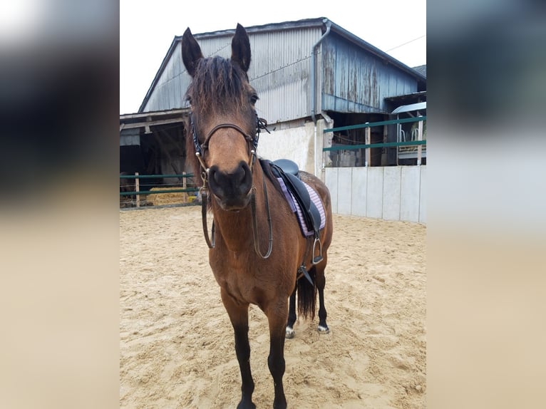 PRE Croisé Jument 7 Ans 158 cm Isabelle in Bettange