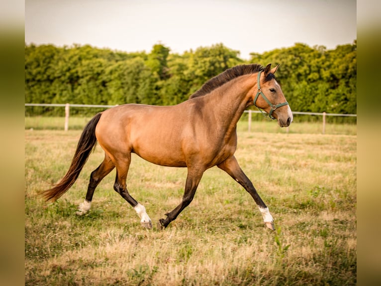 PRE Croisé Jument 7 Ans 158 cm Isabelle in &#xC9;commoy