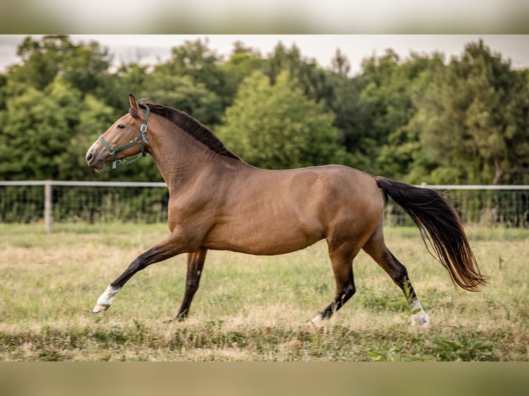 PRE Croisé Jument 7 Ans 158 cm Isabelle in &#xC9;commoy
