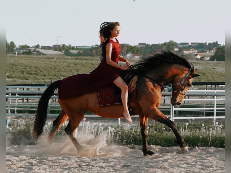 PRE Croisé Jument 7 Ans 159 cm Buckskin in K&#xFC;nzing