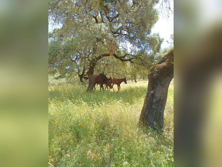 PRE Croisé Jument 7 Ans 160 cm Bai brun in Sevilla