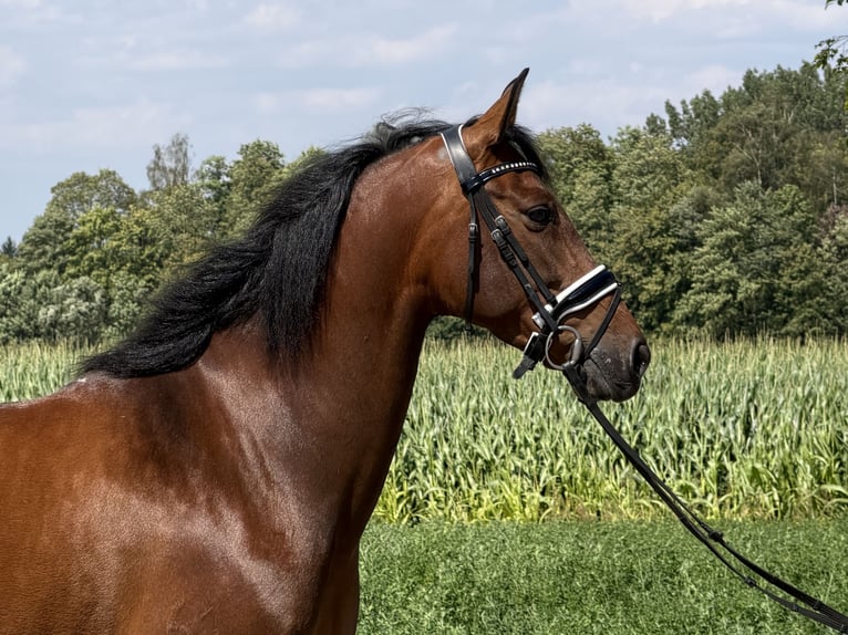 PRE Jument 7 Ans 160 cm Bai in Riedlingen