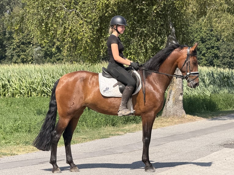PRE Jument 7 Ans 160 cm Bai in Riedlingen