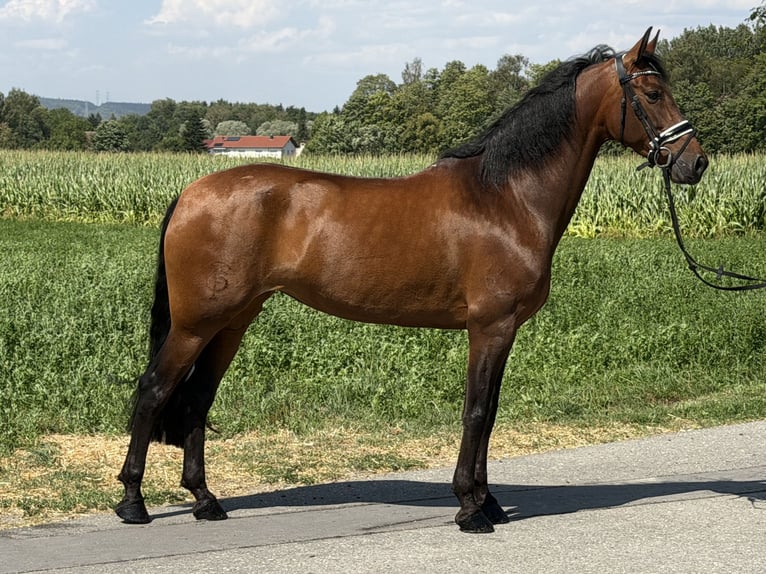 PRE Jument 7 Ans 160 cm Bai in Riedlingen
