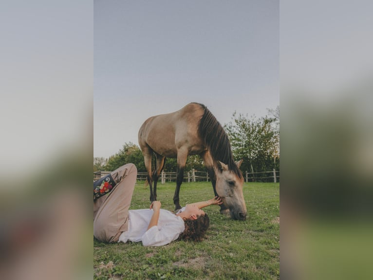 PRE Croisé Jument 7 Ans 160 cm Champagne in Hasselt