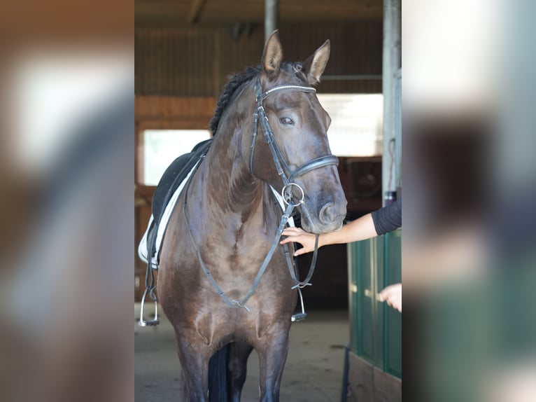 PRE Jument 7 Ans 160 cm Noir in Br&#xF6;then