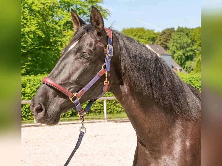 PRE Croisé Jument 7 Ans 162 cm Noir in Neustadt (Wied)