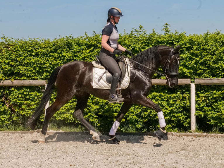 PRE Croisé Jument 7 Ans 162 cm Noir in Neustadt (Wied)