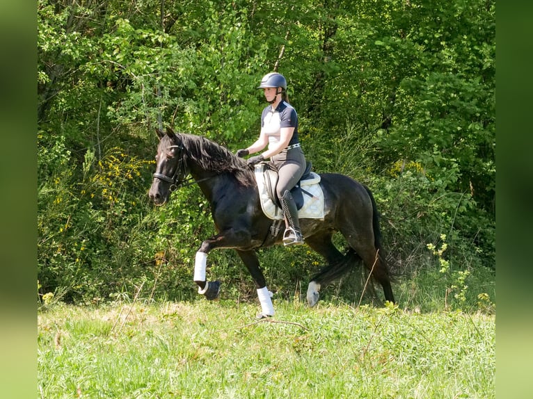 PRE Croisé Jument 7 Ans 162 cm Noir in Neustadt (Wied)