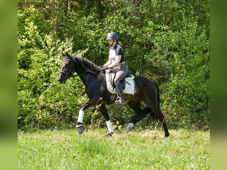 PRE Croisé Jument 7 Ans 162 cm Noir in Neustadt (Wied)