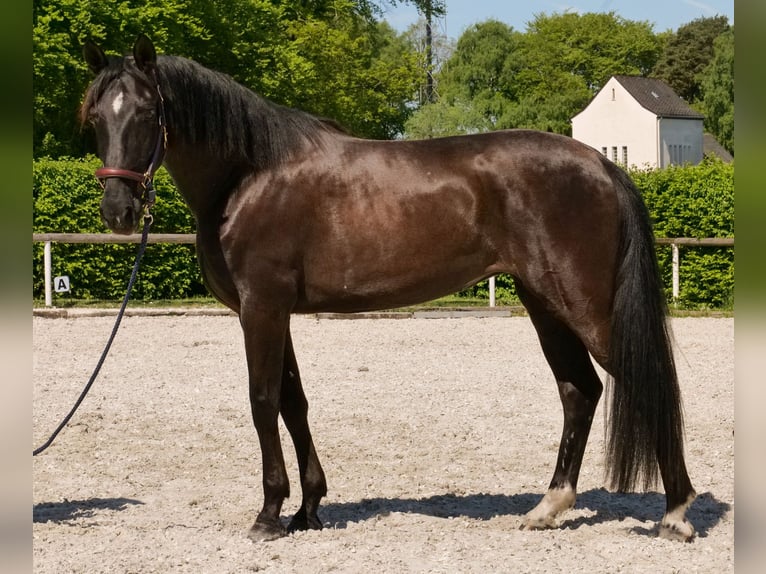 PRE Croisé Jument 7 Ans 162 cm Noir in Neustadt (Wied)