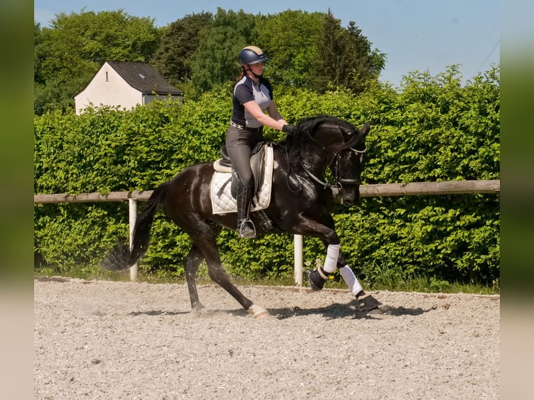 PRE Croisé Jument 7 Ans 162 cm Noir in Neustadt (Wied)