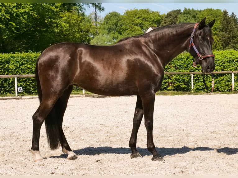 PRE Croisé Jument 7 Ans 162 cm Noir in Neustadt (Wied)