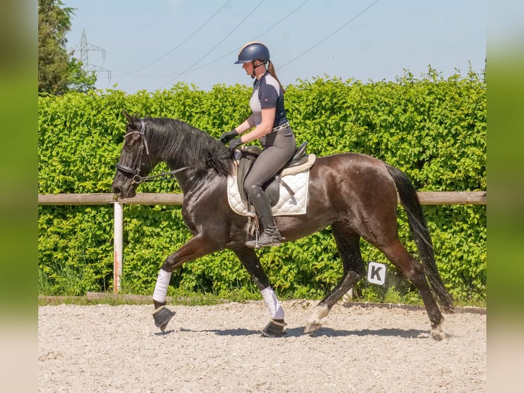 PRE Croisé Jument 7 Ans 162 cm Noir in Neustadt (Wied)