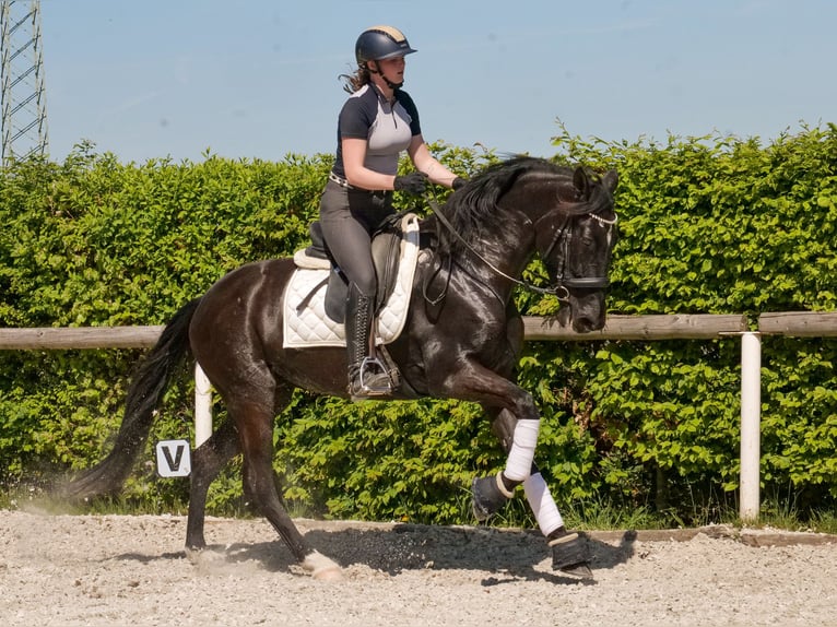 PRE Croisé Jument 7 Ans 162 cm Noir in Neustadt (Wied)