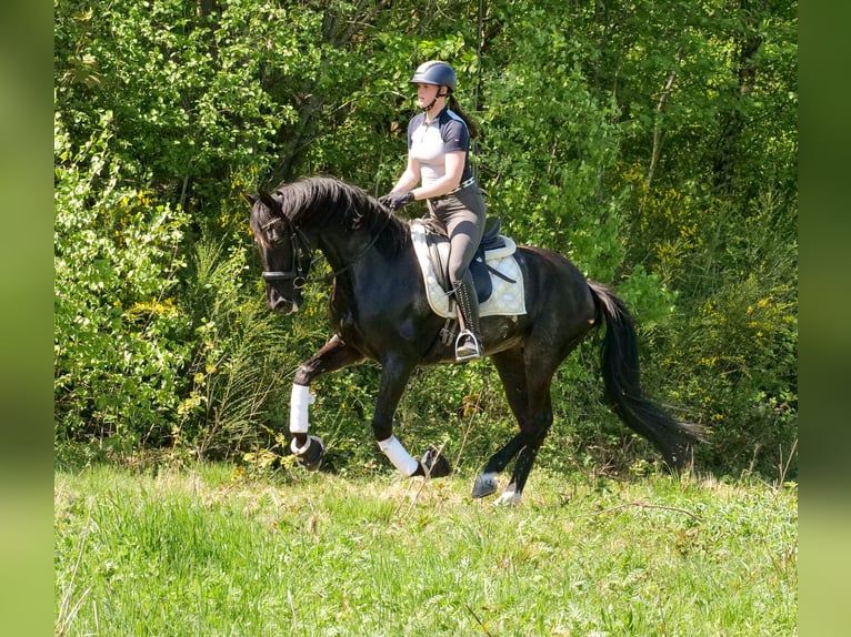 PRE Croisé Jument 7 Ans 162 cm Noir in Neustadt (Wied)