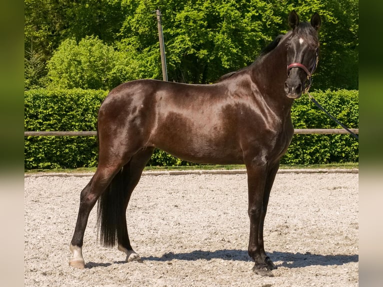 PRE Croisé Jument 7 Ans 162 cm Noir in Neustadt (Wied)