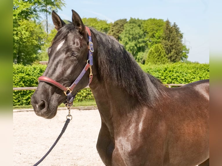 PRE Croisé Jument 7 Ans 162 cm Noir in Neustadt (Wied)