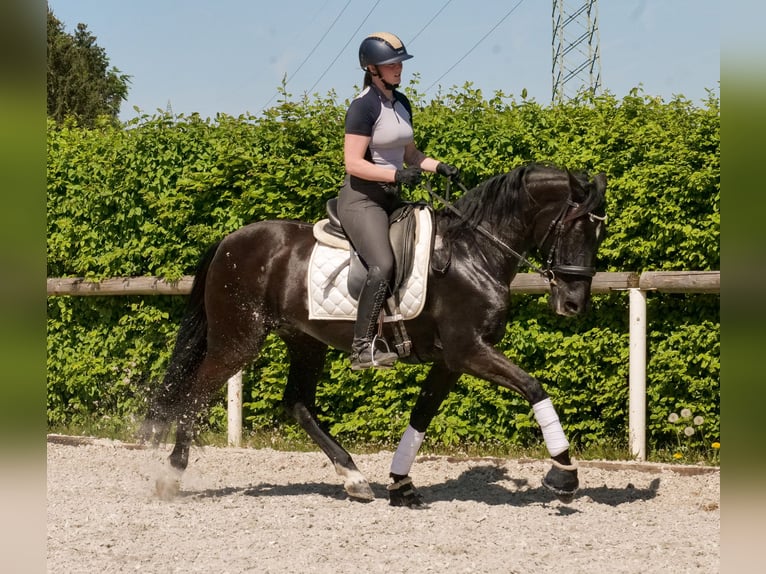 PRE Croisé Jument 7 Ans 162 cm Noir in Neustadt (Wied)