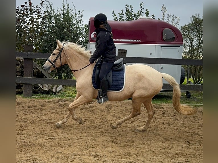 PRE Croisé Jument 7 Ans 162 cm Palomino in Daleiden